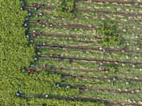 Farmers harvest fresh ginger in Zhongjia village, Zouping city, East China's Shandong province, on October 30, 2024. (