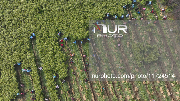 Farmers harvest fresh ginger in Zhongjia village, Zouping city, East China's Shandong province, on October 30, 2024. 