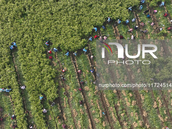 Farmers harvest fresh ginger in Zhongjia village, Zouping city, East China's Shandong province, on October 30, 2024. (