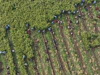 Farmers harvest fresh ginger in Zhongjia village, Zouping city, East China's Shandong province, on October 30, 2024. (