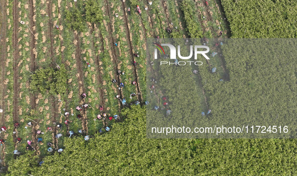 Farmers harvest fresh ginger in Zhongjia village, Zouping city, East China's Shandong province, on October 30, 2024. 