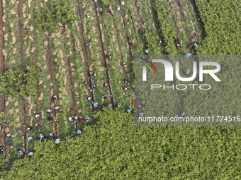 Farmers harvest fresh ginger in Zhongjia village, Zouping city, East China's Shandong province, on October 30, 2024. (