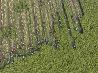 Farmers harvest fresh ginger in Zhongjia village, Zouping city, East China's Shandong province, on October 30, 2024. (