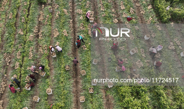 Farmers harvest fresh ginger in Zhongjia village, Zouping city, East China's Shandong province, on October 30, 2024. 