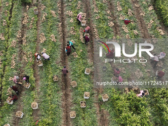 Farmers harvest fresh ginger in Zhongjia village, Zouping city, East China's Shandong province, on October 30, 2024. (