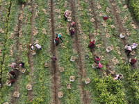 Farmers harvest fresh ginger in Zhongjia village, Zouping city, East China's Shandong province, on October 30, 2024. (