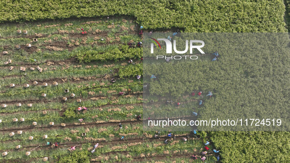 Farmers harvest fresh ginger in Zhongjia village, Zouping city, East China's Shandong province, on October 30, 2024. 