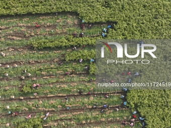 Farmers harvest fresh ginger in Zhongjia village, Zouping city, East China's Shandong province, on October 30, 2024. (