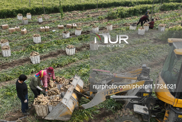 Farmers harvest fresh ginger in Zhongjia village, Zouping city, East China's Shandong province, on October 30, 2024. 