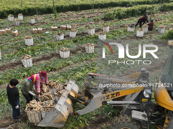 Farmers harvest fresh ginger in Zhongjia village, Zouping city, East China's Shandong province, on October 30, 2024. (