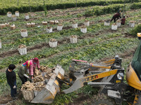 Farmers harvest fresh ginger in Zhongjia village, Zouping city, East China's Shandong province, on October 30, 2024. (