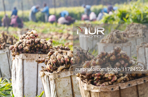 Farmers harvest fresh ginger in Zhongjia village, Zouping city, East China's Shandong province, on October 30, 2024. 