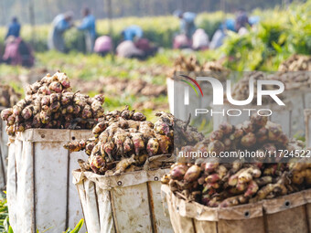 Farmers harvest fresh ginger in Zhongjia village, Zouping city, East China's Shandong province, on October 30, 2024. (