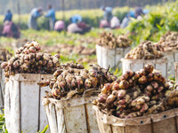 Farmers harvest fresh ginger in Zhongjia village, Zouping city, East China's Shandong province, on October 30, 2024. (