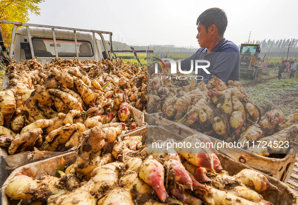 Farmers harvest fresh ginger in Zhongjia village, Zouping city, East China's Shandong province, on October 30, 2024. 