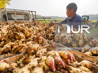 Farmers harvest fresh ginger in Zhongjia village, Zouping city, East China's Shandong province, on October 30, 2024. (