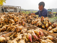 Farmers harvest fresh ginger in Zhongjia village, Zouping city, East China's Shandong province, on October 30, 2024. (