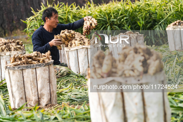 Farmers harvest fresh ginger in Zhongjia village, Zouping city, East China's Shandong province, on October 30, 2024. 