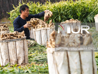 Farmers harvest fresh ginger in Zhongjia village, Zouping city, East China's Shandong province, on October 30, 2024. (