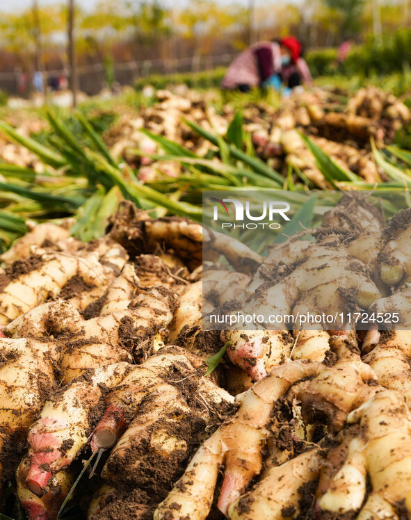 Farmers harvest fresh ginger in Zhongjia village, Zouping city, East China's Shandong province, on October 30, 2024. 