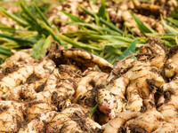 Farmers harvest fresh ginger in Zhongjia village, Zouping city, East China's Shandong province, on October 30, 2024. (