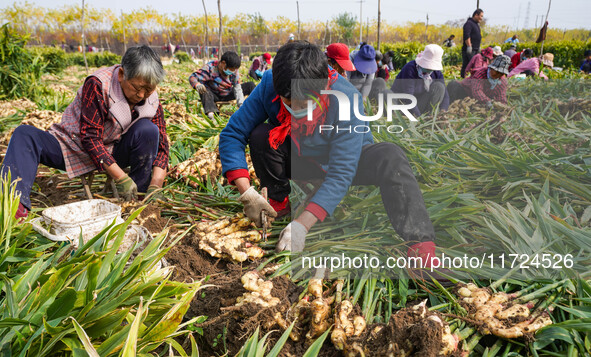 Farmers harvest fresh ginger in Zhongjia village, Zouping city, East China's Shandong province, on October 30, 2024. 