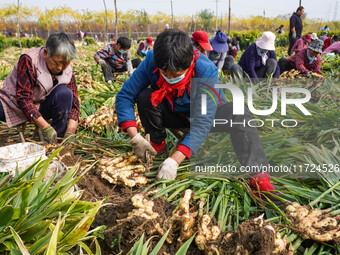 Farmers harvest fresh ginger in Zhongjia village, Zouping city, East China's Shandong province, on October 30, 2024. (