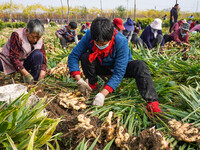 Farmers harvest fresh ginger in Zhongjia village, Zouping city, East China's Shandong province, on October 30, 2024. (