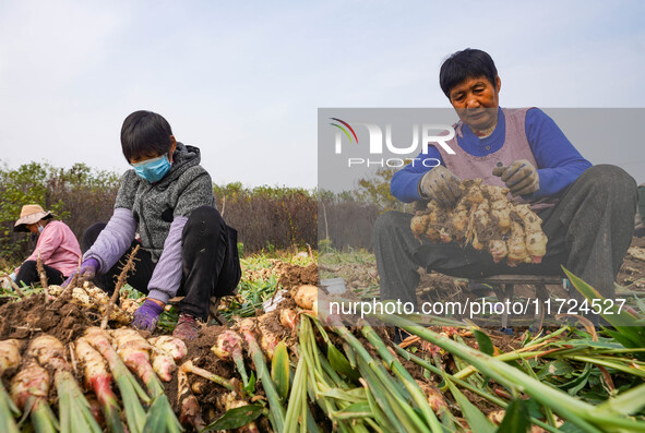 Farmers harvest fresh ginger in Zhongjia village, Zouping city, East China's Shandong province, on October 30, 2024. 