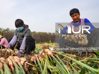 Farmers harvest fresh ginger in Zhongjia village, Zouping city, East China's Shandong province, on October 30, 2024. (