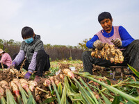 Farmers harvest fresh ginger in Zhongjia village, Zouping city, East China's Shandong province, on October 30, 2024. (