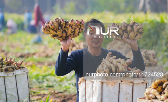 Farmers harvest fresh ginger in Zhongjia village, Zouping city, East China's Shandong province, on October 30, 2024. 