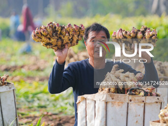 Farmers harvest fresh ginger in Zhongjia village, Zouping city, East China's Shandong province, on October 30, 2024. (