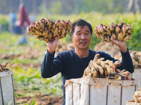 Farmers harvest fresh ginger in Zhongjia village, Zouping city, East China's Shandong province, on October 30, 2024. (