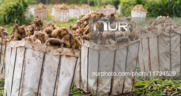 Farmers harvest fresh ginger in Zhongjia village, Zouping city, East China's Shandong province, on October 30, 2024. 