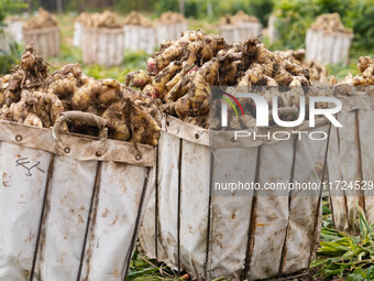 Farmers harvest fresh ginger in Zhongjia village, Zouping city, East China's Shandong province, on October 30, 2024. (