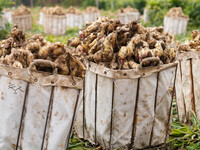 Farmers harvest fresh ginger in Zhongjia village, Zouping city, East China's Shandong province, on October 30, 2024. (