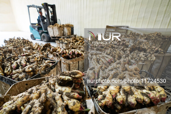 Farmers harvest fresh ginger in Zhongjia village, Zouping city, East China's Shandong province, on October 30, 2024. 