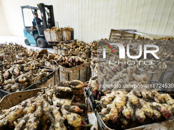 Farmers harvest fresh ginger in Zhongjia village, Zouping city, East China's Shandong province, on October 30, 2024. (