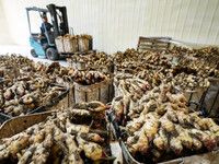 Farmers harvest fresh ginger in Zhongjia village, Zouping city, East China's Shandong province, on October 30, 2024. (