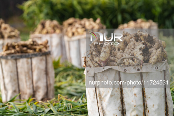 Farmers harvest fresh ginger in Zhongjia village, Zouping city, East China's Shandong province, on October 30, 2024. 