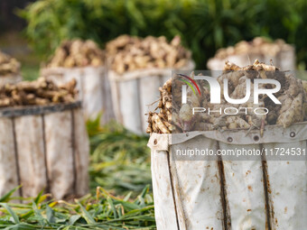 Farmers harvest fresh ginger in Zhongjia village, Zouping city, East China's Shandong province, on October 30, 2024. (