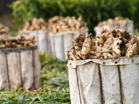 Farmers harvest fresh ginger in Zhongjia village, Zouping city, East China's Shandong province, on October 30, 2024. (