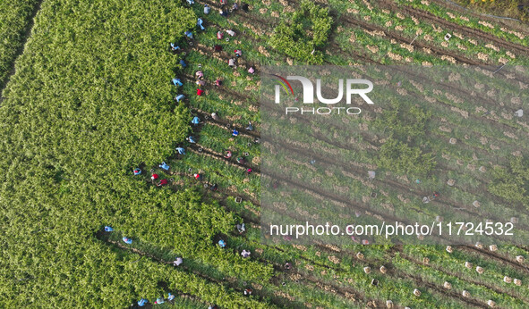 Farmers harvest fresh ginger in Zhongjia village, Zouping city, East China's Shandong province, on October 30, 2024. 