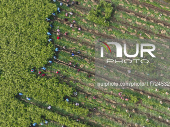 Farmers harvest fresh ginger in Zhongjia village, Zouping city, East China's Shandong province, on October 30, 2024. (