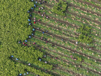 Farmers harvest fresh ginger in Zhongjia village, Zouping city, East China's Shandong province, on October 30, 2024. (