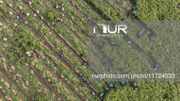 Farmers harvest fresh ginger in Zhongjia village, Zouping city, East China's Shandong province, on October 30, 2024. 