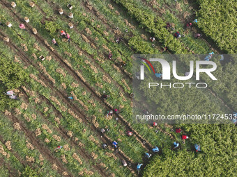 Farmers harvest fresh ginger in Zhongjia village, Zouping city, East China's Shandong province, on October 30, 2024. (