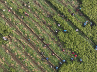 Farmers harvest fresh ginger in Zhongjia village, Zouping city, East China's Shandong province, on October 30, 2024. (