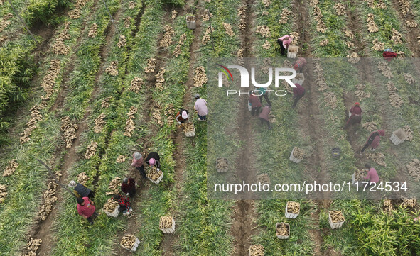 Farmers harvest fresh ginger in Zhongjia village, Zouping city, East China's Shandong province, on October 30, 2024. 